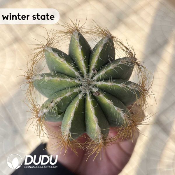 (Rooted Cutting)Cactus-Noto magnificus Variegate - Image 3