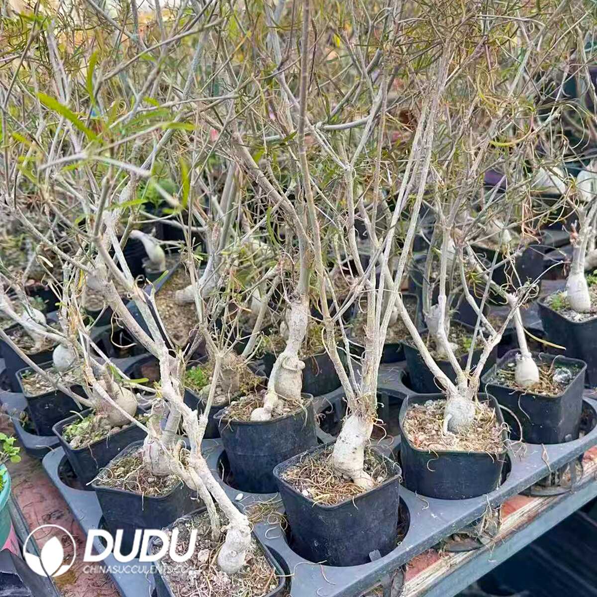 e (1) Euphorbia hedyotoides - Image 1