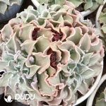 Echeveria Madiba With Clustering