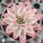 [RTS]Echeveria Giselle Variegated - Image 2