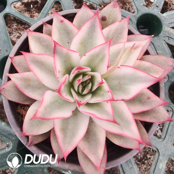 [RTS]Echeveria Giselle Variegated - Image 2