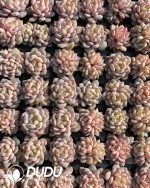 105Pcs Echeveria Star Orange Seedlings(Mix & Match 5+)