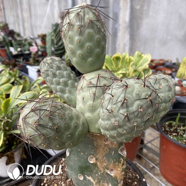 Cactus Tephrocactus Geometricus Cluster (Over 4 heads, easy to break) - Image 1