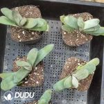 Gasteria armstrongii