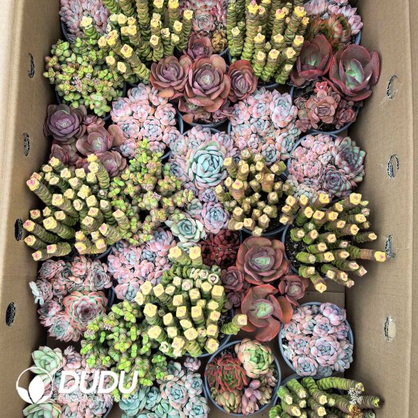 e (1) Echeveria Mix 28pots Collocation - Image 1