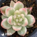 Echeveria Ice Moon Variegated
