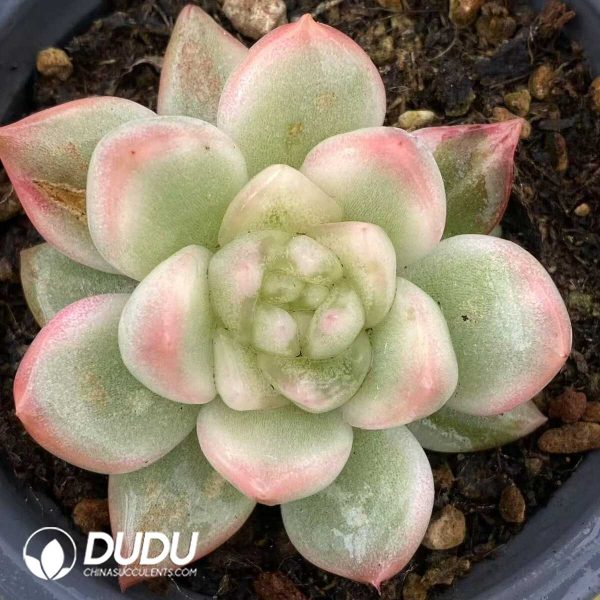 Echeveria Ice Moon Variegated - Image 1
