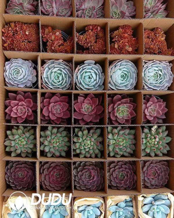 Randomly Premium Echeveria Collocation 35pcs (Random Selected from picture) - Image 1