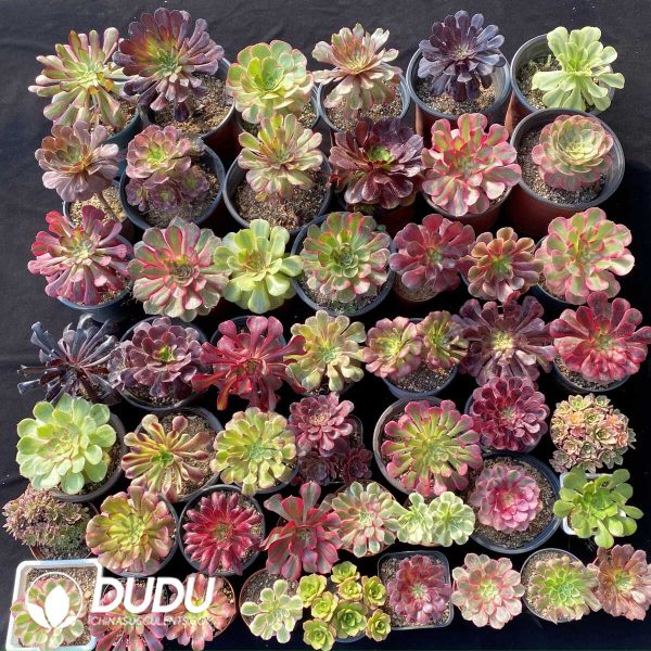 Aeonium Blind Box 50 Pcs - Image 1