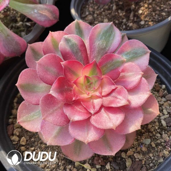 Aeonium Blind Box 50 Pcs - Image 10