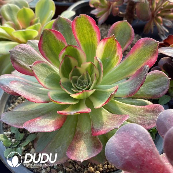 Aeonium Blind Box 50 Pcs - Image 11