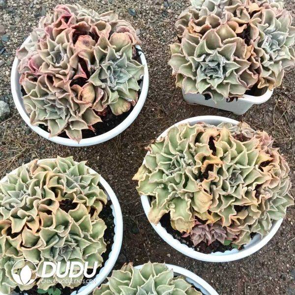 Echeveria Madiba With Clustering - Image 2