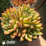 Echeveria Halloween Clustering - Image 2