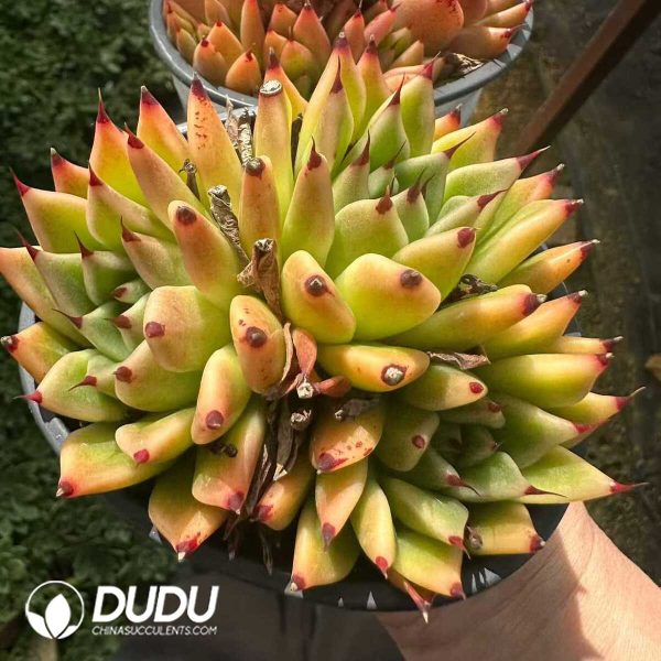 Echeveria Halloween Clustering - Image 2