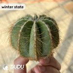 (Rooted Cutting)Cactus-Noto magnificus Variegate - Image 4