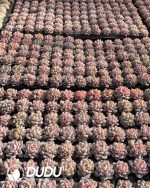 105Pcs Echeveria Star Orange Seedlings(Mix & Match 5+) - Image 2