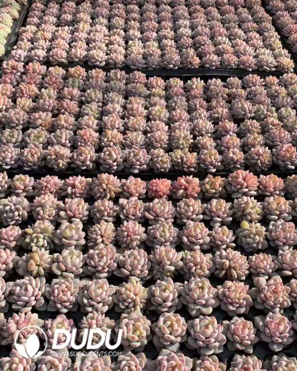 105Pcs Echeveria Star Orange Seedlings(Mix & Match 5+) - Image 2