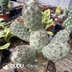 Cactus Tephrocactus Geometricus Cluster (Over 4 heads, easy to break) - Image 2