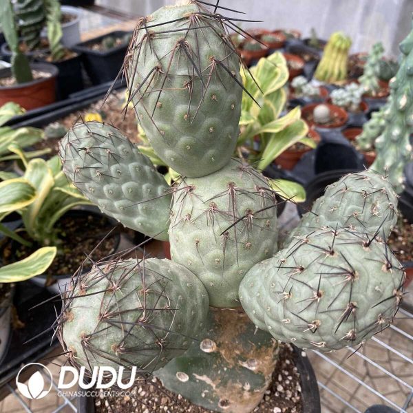 Cactus Tephrocactus Geometricus Cluster (Over 4 heads, easy to break) - Image 2