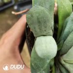 Gasteria armstrongii - Image 2