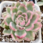 Echeveria Ice Moon Variegated - Image 2