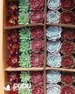 Randomly Premium Echeveria Collocation 35pcs (Random Selected from picture) - Image 2