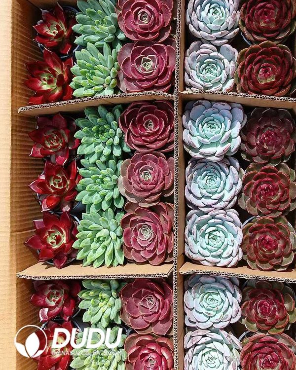 Randomly Premium Echeveria Collocation 35pcs (Random Selected from picture) - Image 2