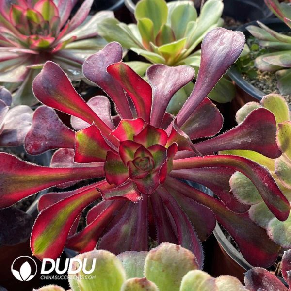 Aeonium Blind Box 50 Pcs - Image 2