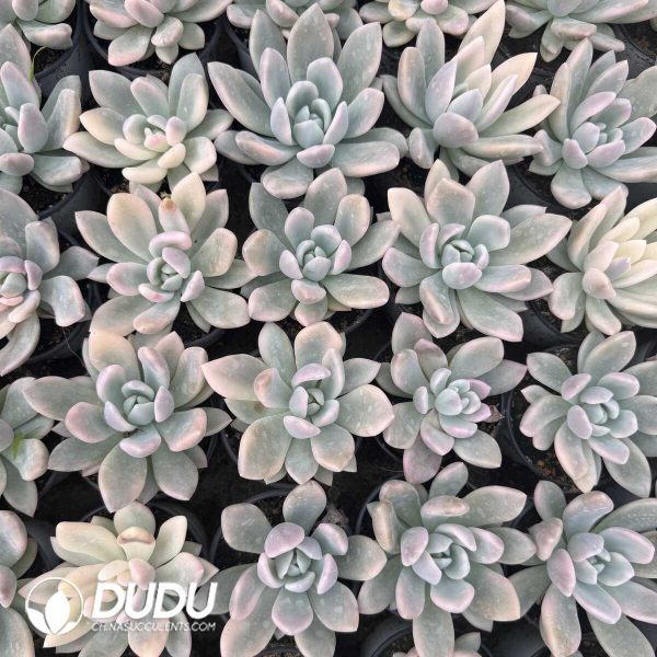 Graptoveria Opalina Variegated - Image 2