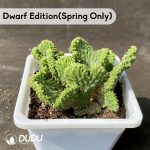 (Grafted)Euphorbia-inermis Cristata - Image 2