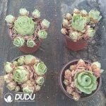 Greenovia Aurea 'Ex GranCanaria .SP Clustering - Image 2