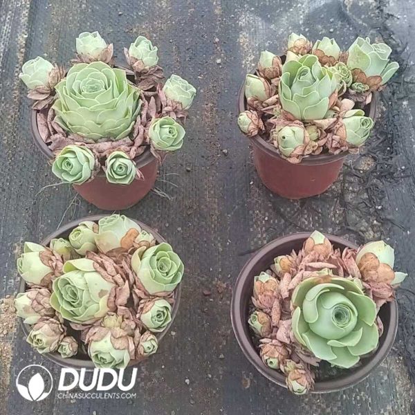 Greenovia Aurea 'Ex GranCanaria .SP Clustering - Image 2