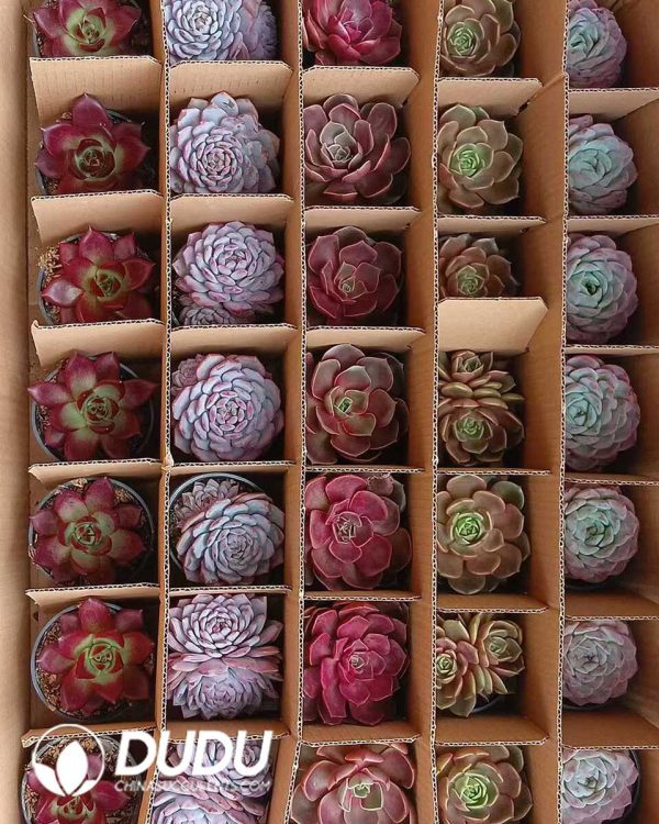 Randomly Premium Echeveria Collocation 35pcs (Random Selected from picture) - Image 3