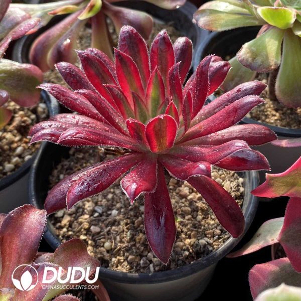 Aeonium Blind Box 50 Pcs - Image 3