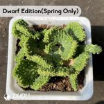 (Grafted)Euphorbia-inermis Cristata - Image 3