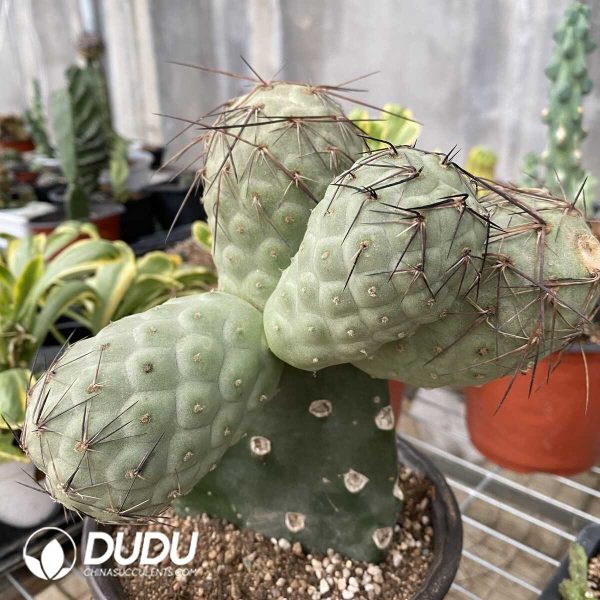 Cactus Tephrocactus Geometricus Cluster (Over 4 heads, easy to break) - Image 3