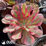 Aeonium Blind Box 50 Pcs - Image 4