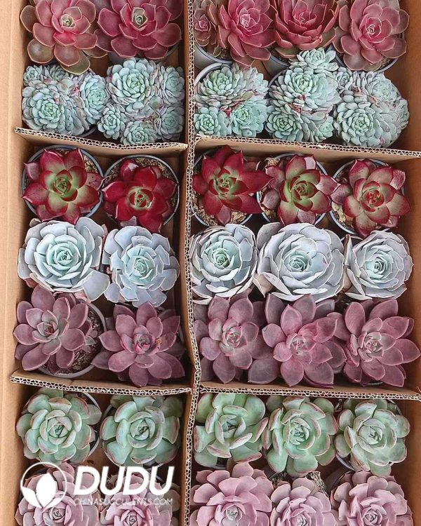Randomly Premium Echeveria Collocation 35pcs (Random Selected from picture) - Image 4