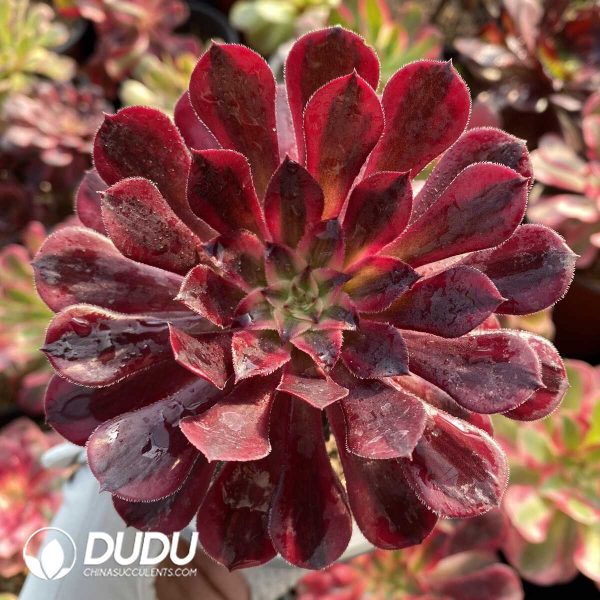 Aeonium Blind Box 50 Pcs - Image 5