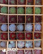 Randomly Premium Echeveria Collocation 35pcs (Random Selected from picture) - Image 5