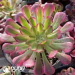 Aeonium Blind Box 50 Pcs - Image 6