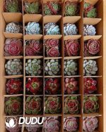 Randomly Premium Echeveria Collocation 35pcs (Random Selected from picture) - Image 6