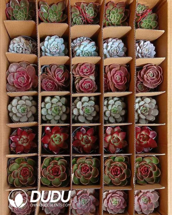 Randomly Premium Echeveria Collocation 35pcs (Random Selected from picture) - Image 6