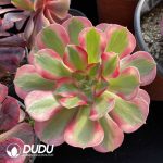 Aeonium Blind Box 50 Pcs - Image 7