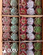 Randomly Premium Echeveria Collocation 35pcs (Random Selected from picture) - Image 7