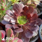 Aeonium Blind Box 50 Pcs - Image 8