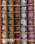 Randomly Premium Echeveria Collocation 35pcs (Random Selected from picture) - Image 8