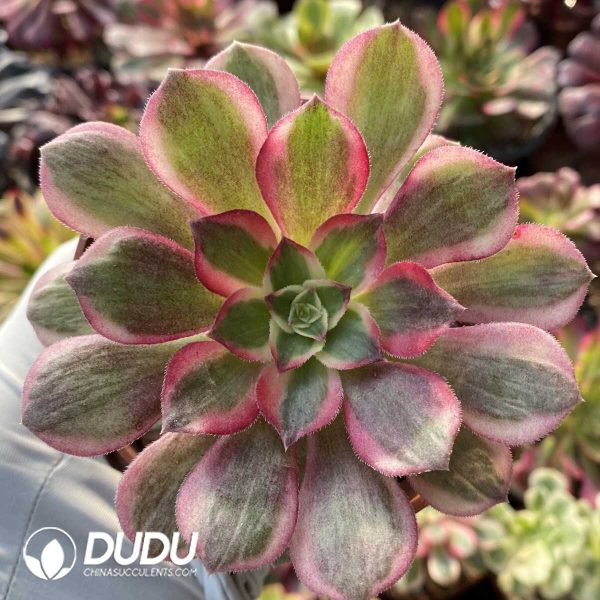 Aeonium Blind Box 50 Pcs - Image 9