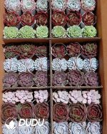 Randomly Premium Echeveria Collocation 35pcs (Random Selected from picture) - Image 9