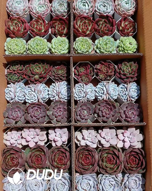 Randomly Premium Echeveria Collocation 35pcs (Random Selected from picture) - Image 9